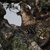 Leopard, Serengeti